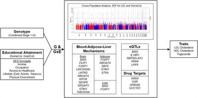 Gene-educational attainment interactions in a multi-population genome-wide meta-analysis identify novel lipid loci